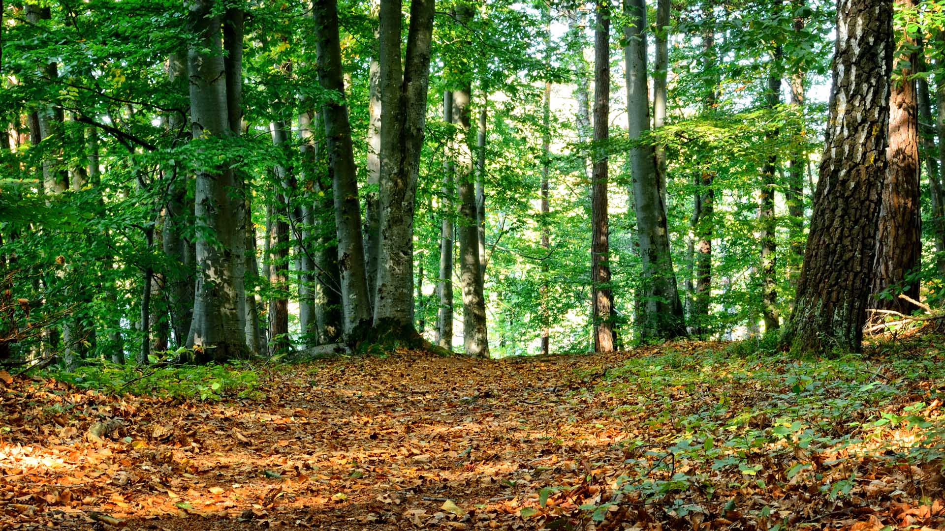 Schutz Deutscher Wald - Landesverband Mecklenburg Vorpommern