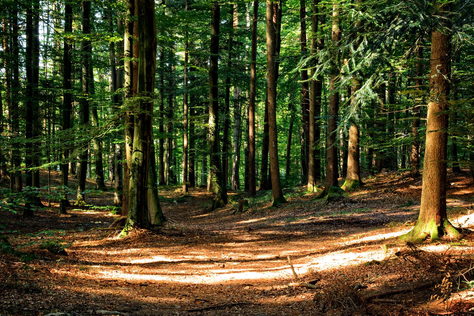 Schutz Deutscher Wald - Landesverband Mecklenburg Vorpommern