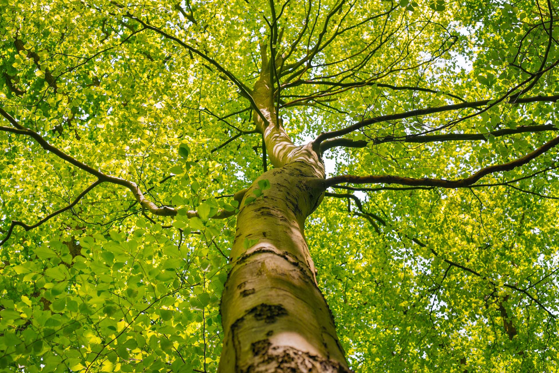 Schutz Deutscher Wald - Landesverband Mecklenburg Vorpommern